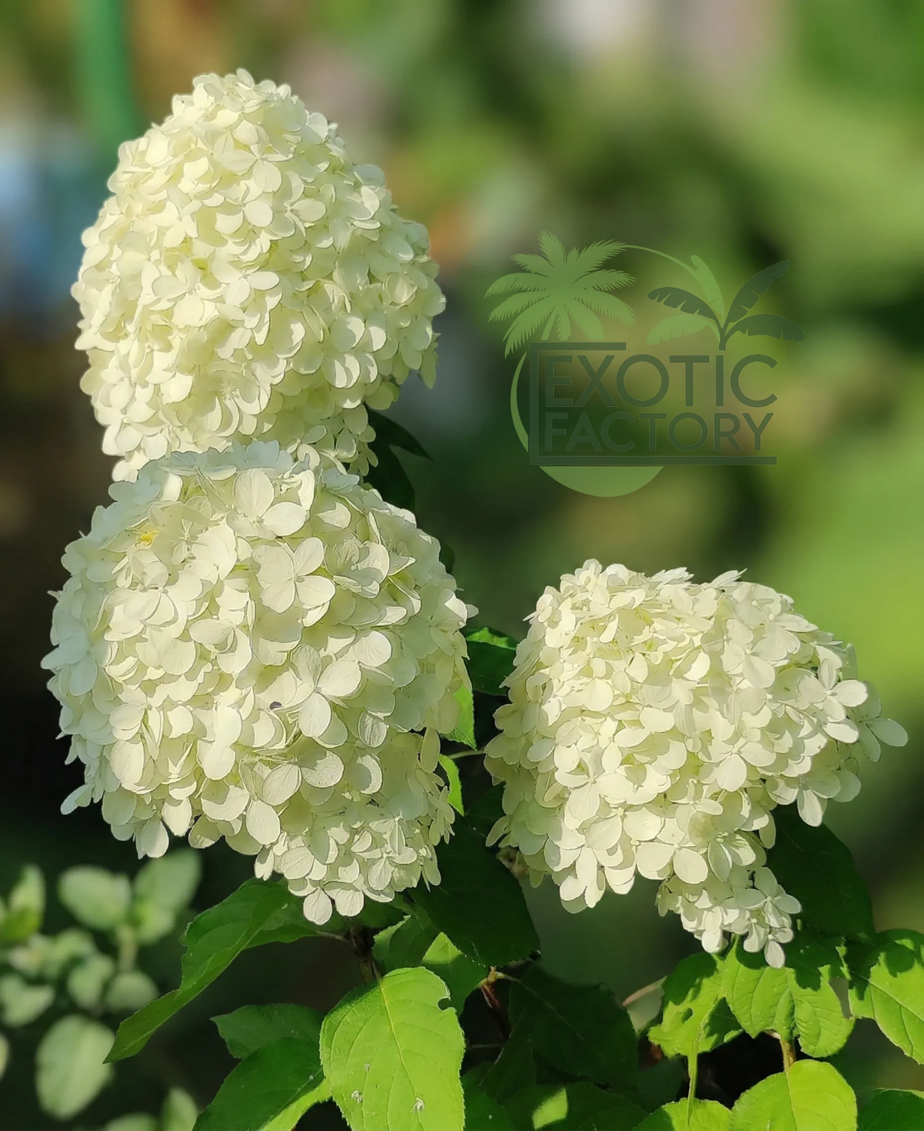ogromne kwiatostany hortensji bukietowej grandiflora