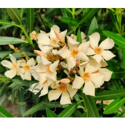 kwitnący oleander morelowy
