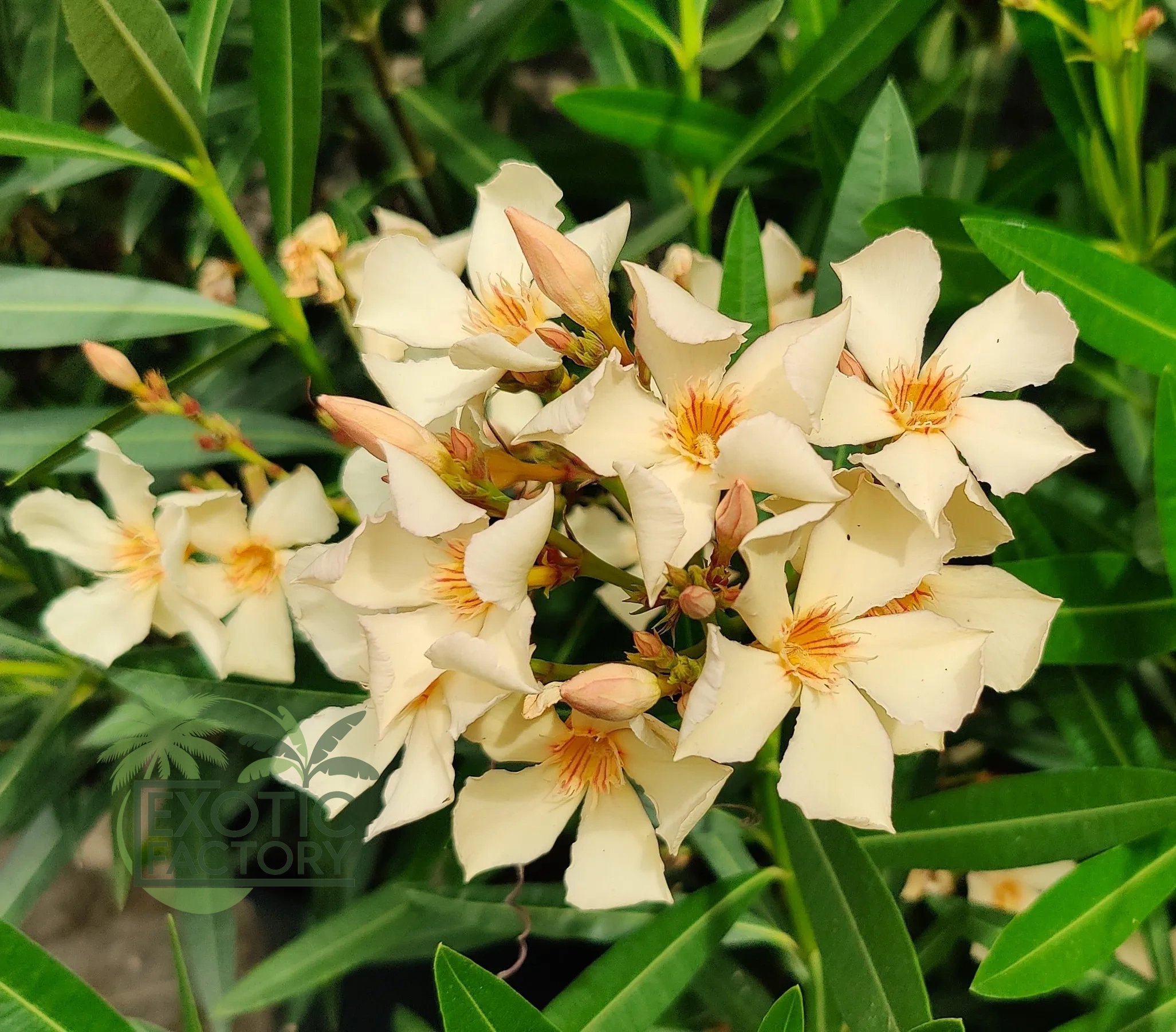 oleander pospolity o morelowych kwiatach