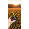 oferowana sadzonka hybrydyTrachycarpus fortunei x wagnerianus