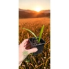 oferowana sadzonka palmy mrozoodpornej Trachycarpus fortunei x wagnerianus