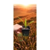 oferowana sadzonka palmy mrozoodpornej Trachycarpus fortunei x wagnerianus