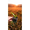oferowana sadzonka palmy mrozoodpornej Trachycarpus fortunei x wagnerianus