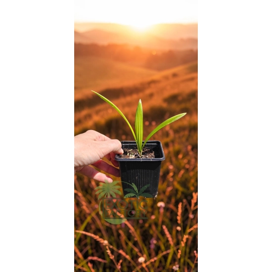 oferowana sadzonka palmy mrozoodpornej Trachycarpus fortunei x wagnerianus