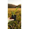 oferowana sadzonka palmy mrozoodpornej Trachycarpus fortunei x wagnerianus