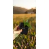 oferowana sadzonka palmy mrozoodpornej Trachycarpus fortunei x wagnerianus
