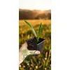 oferowana sadzonka palmy mrozoodpornej Trachycarpus fortunei x wagnerianus