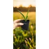 oferowana sadzonka palmy mrozoodpornej Trachycarpus fortunei x wagnerianus
