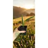 oferowana sadzonka palmy mrozoodpornej Trachycarpus fortunei x wagnerianus