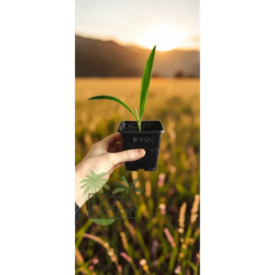 oferowana sadzonka palmy mrozoodpornej Trachycarpus fortunei x wagnerianus