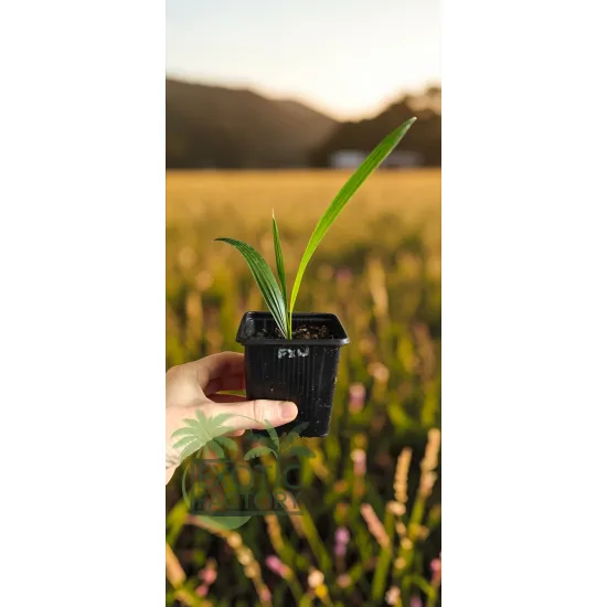 oferowana sadzonka palmy mrozoodpornej Trachycarpus fortunei x wagnerianus
