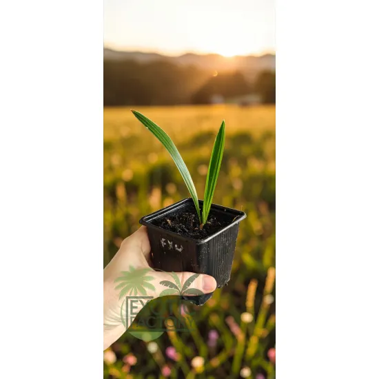 oferowana sadzonka palmy mrozoodpornej Trachycarpus fortunei x wagnerianus
