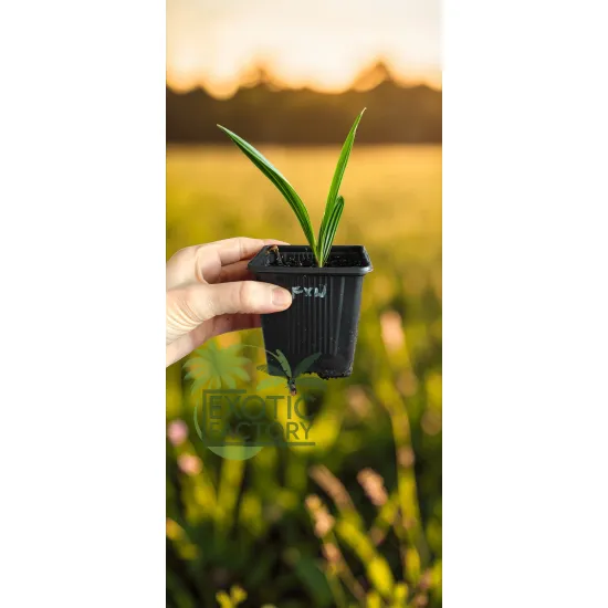 oferowana sadzonka palmy mrozoodpornej Trachycarpus fortunei x wagnerianus