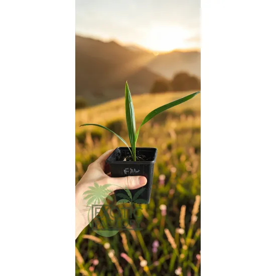 oferowana sadzonka palmy mrozoodpornej Trachycarpus fortunei x wagnerianus