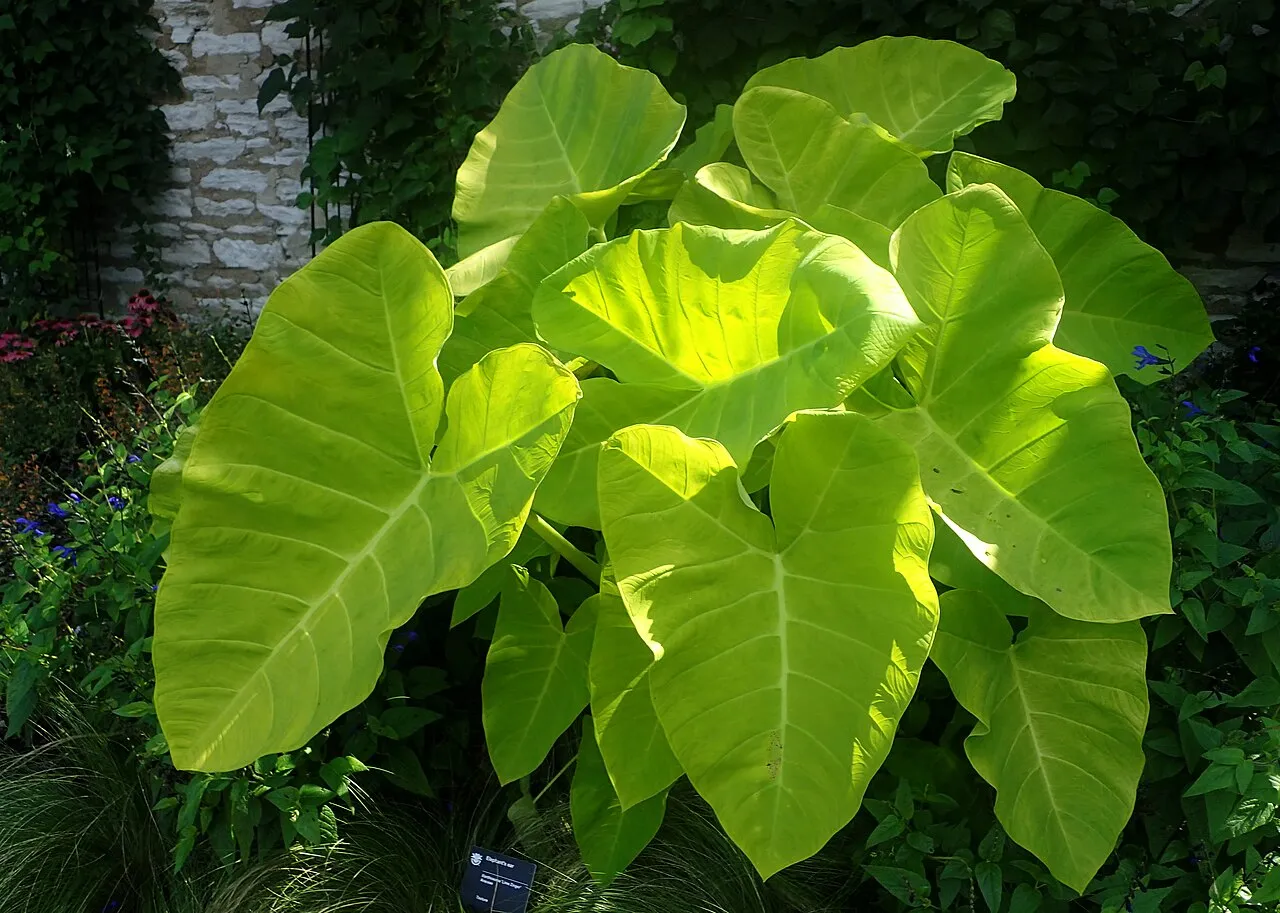 limonkowe, neonowe liście Xanthosoma