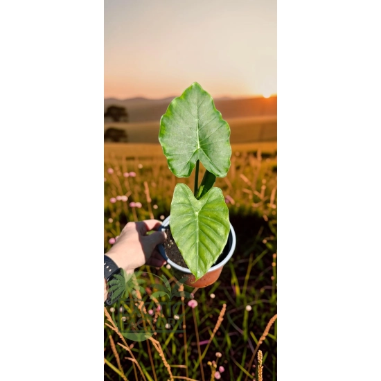 oferowana sadzonka alokazji olbrzymiej alocasia macrorrhiza w doniczce
