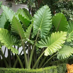 Alocasia Portodora rosnąca w gruncie