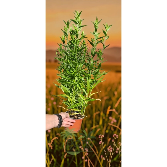 oferowana sadzonka astra jesiennego wysokiego w doniczce