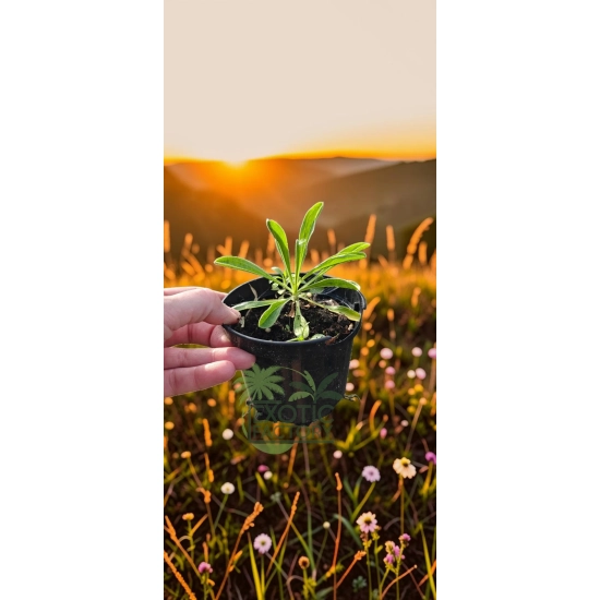 oferowana sadzonka astrów alpejskich w doniczce P9