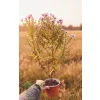 oferowana sadzonka astra krzaczastego