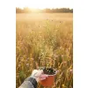 oferowana sadzonka astra krzaczastego