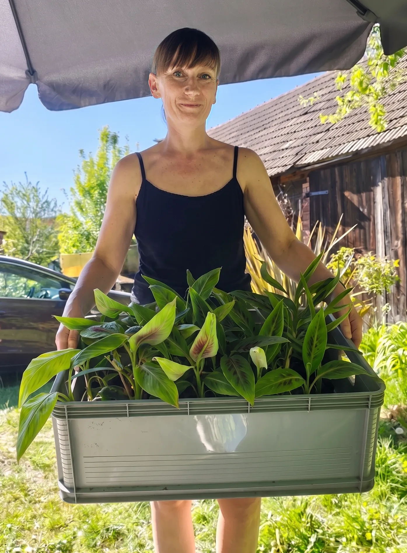 bananowce musa sumatrana zebrina rojo gotowe do sprzedaży