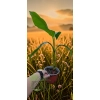 oferowana sadzonka mrozoodpornego bananowca musa basjoo w doniczce