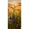 oferowana sadzonka bananowca Musa basjoo