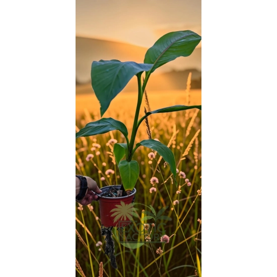 oferowana sadzonka bananowca Musa basjoo