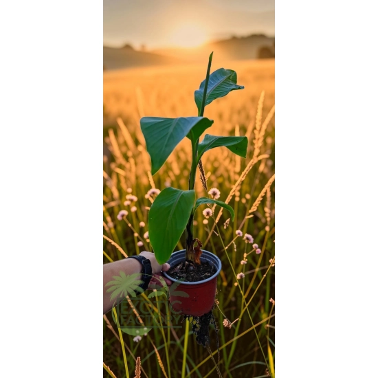 oferowana sadzonka bananowca Musa basjoo