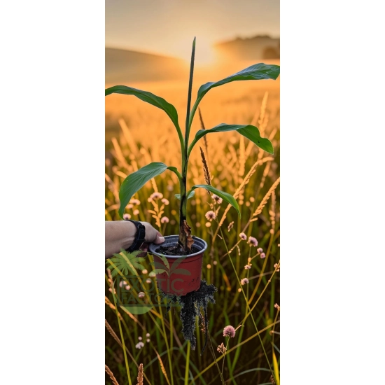 oferowana sadzonka bananowca Musa basjoo