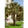 palma mrozoodporna Sabal bermudana rosnąca w gruncie