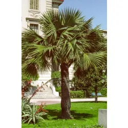 palma mrozoodporna Sabal bermudana rosnąca w gruncie