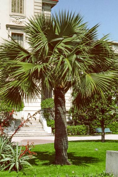 dorosła palma Sabal bermudana rosnąca w gruncie