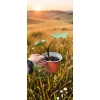 oferowana sadzonka kolokazji olbrzymiej Black Stem w doniczce 0,8 litra