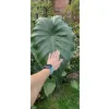 kolokazja black stem rosnąca w polskim ogrodzie