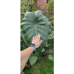 kolokazja black stem rosnąca w polskim ogrodzie