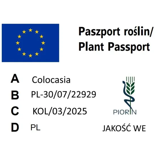 paszport roślin Colocasia