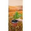 oferowana sadzonka datury wieloletniej w doniczce
