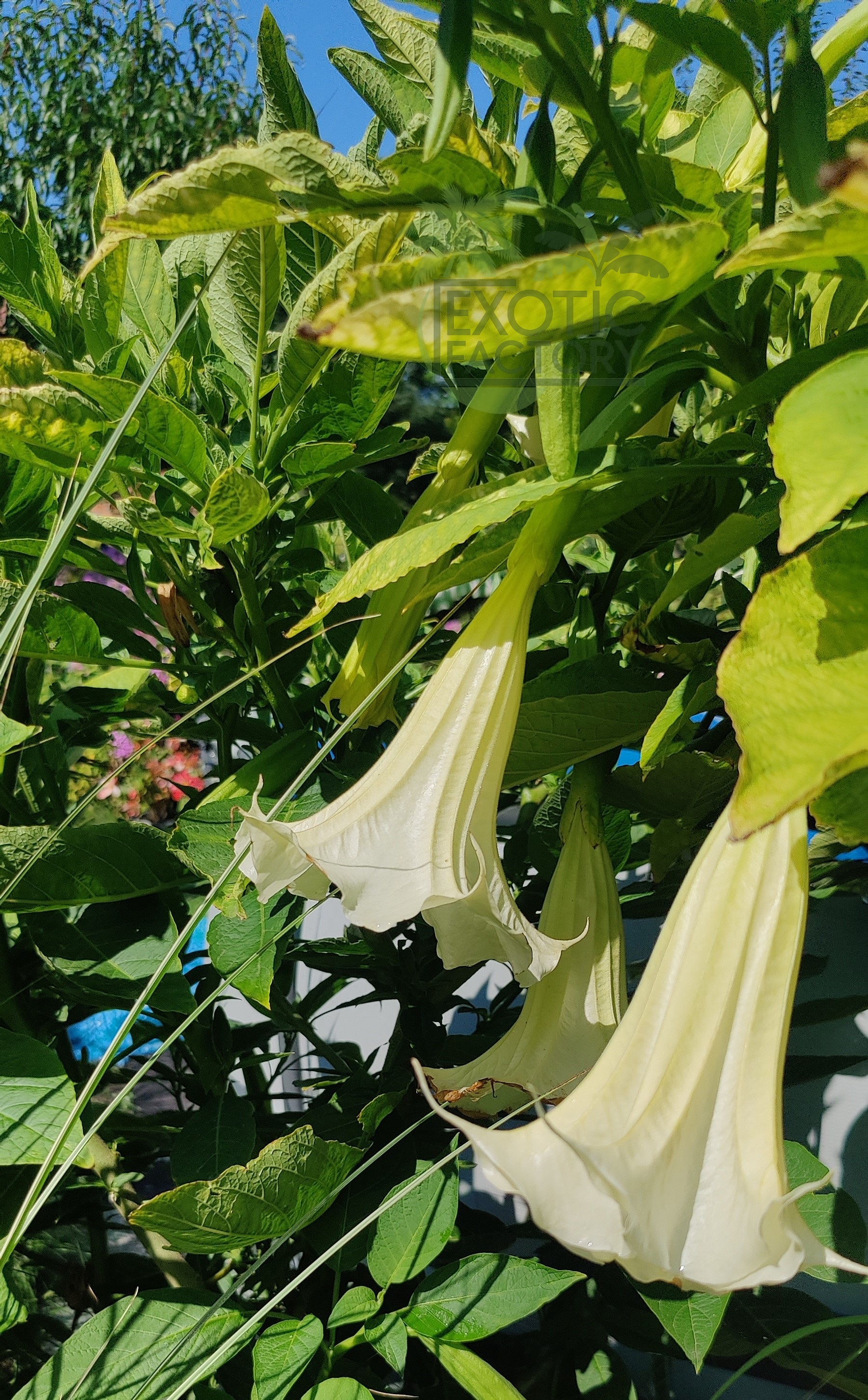 kwitnąca na biało brugmansia arborea
