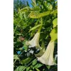 kwitnąca na biało brugmansia rosnąca w doniczce