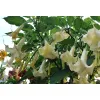 brugmansia biała rosnąca w ogrodzie