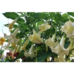 brugmansia biała rosnąca w ogrodzie