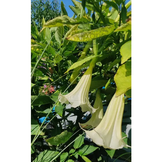 kwitnąca na biało brugmansia rosnąca w doniczce