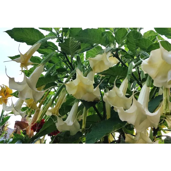brugmansia biała rosnąca w ogrodzie