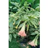 różowa brugmansja variegata w ogrodzie