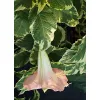 kwitnąca na różowo brugmansia variegata