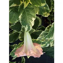 kwitnąca na różowo brugmansia variegata kwitnąca na różowo brugmansia variegata