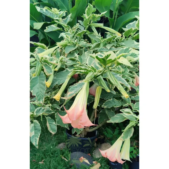 różowa brugmansja variegata w ogrodzie