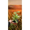 sadzonka brugmansji variegata w doniczce